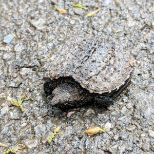 Meet your Posher, Roshvan